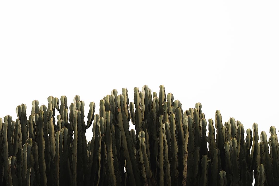 黄山的云海有哪些特点是什么